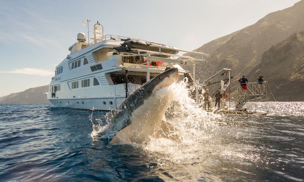 Tiburón blanco en Florida