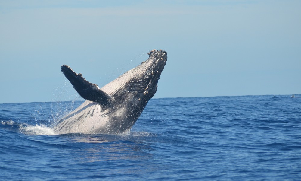 Ballena traga hombre