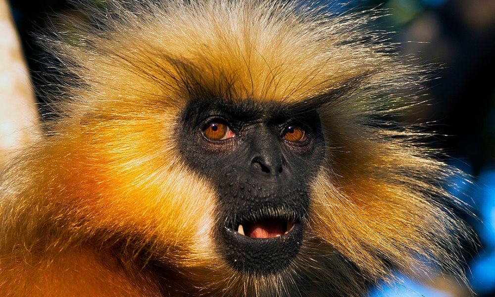 Cara del langur dorado.