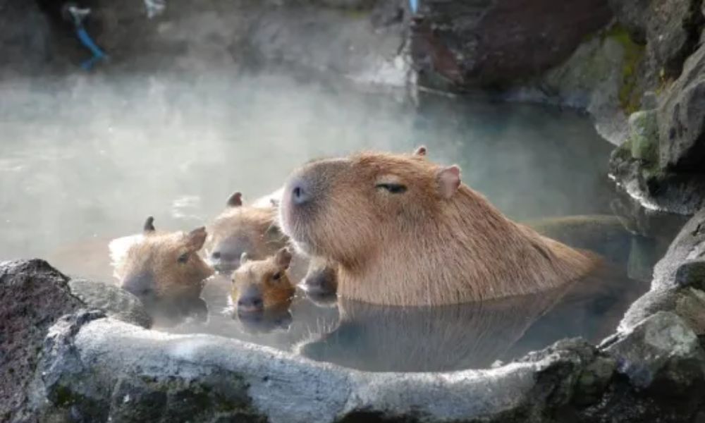 Capybara en Japón