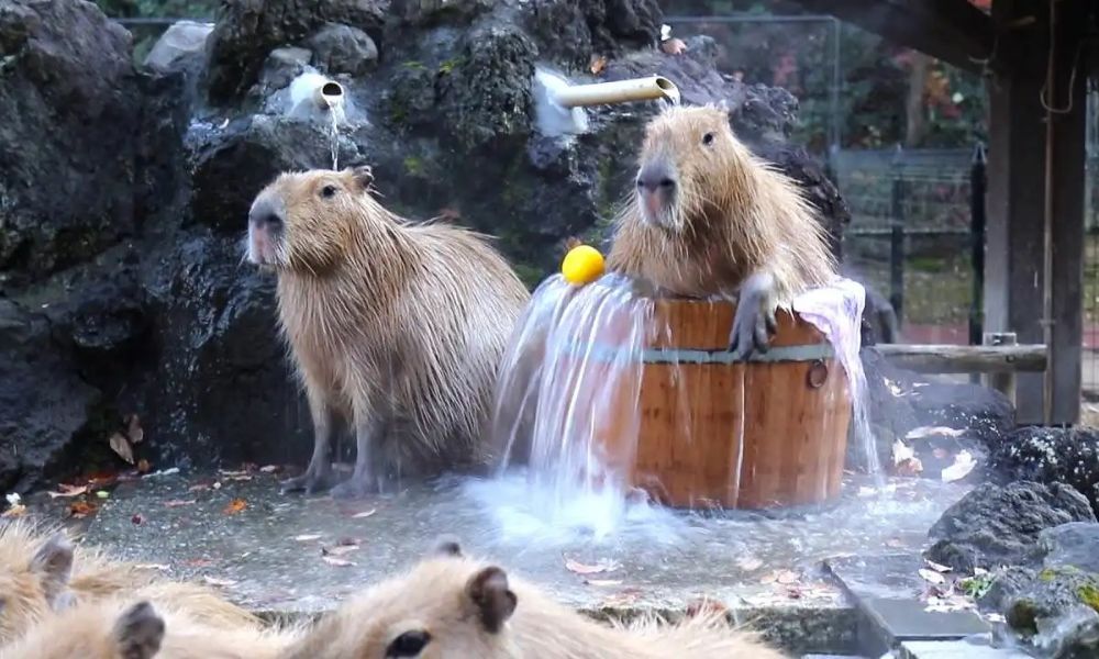 Aguas termales capybara