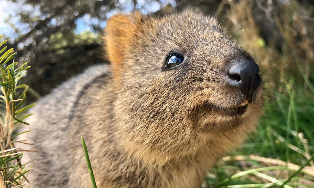 marsupial de Australia