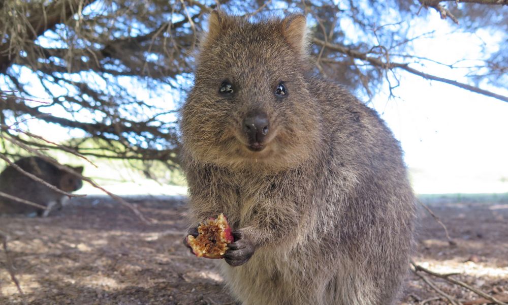 marsupial de Australia