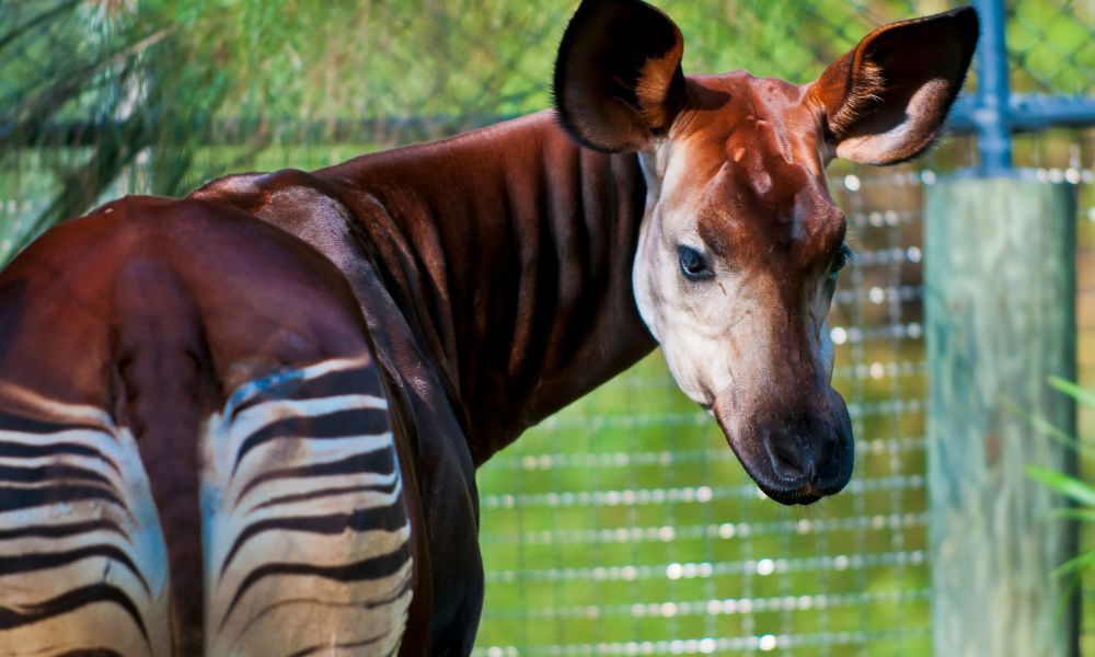 Okapi animal mitad cebra mitad jirafa