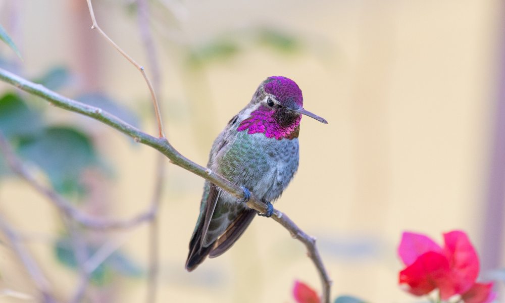 cómo duermen los colibríes