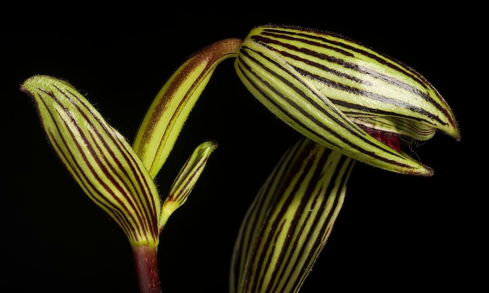 Aspecto de la orquídea dorada de Kinabalu.