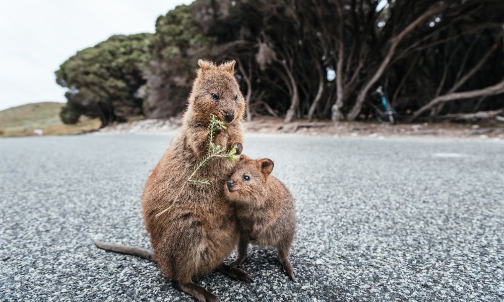 quokka el animal más feliz del mundo