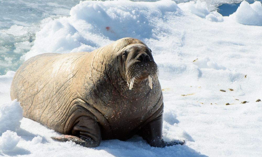 morsa en el hielo