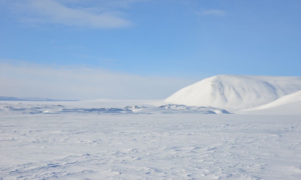 ártico nieve