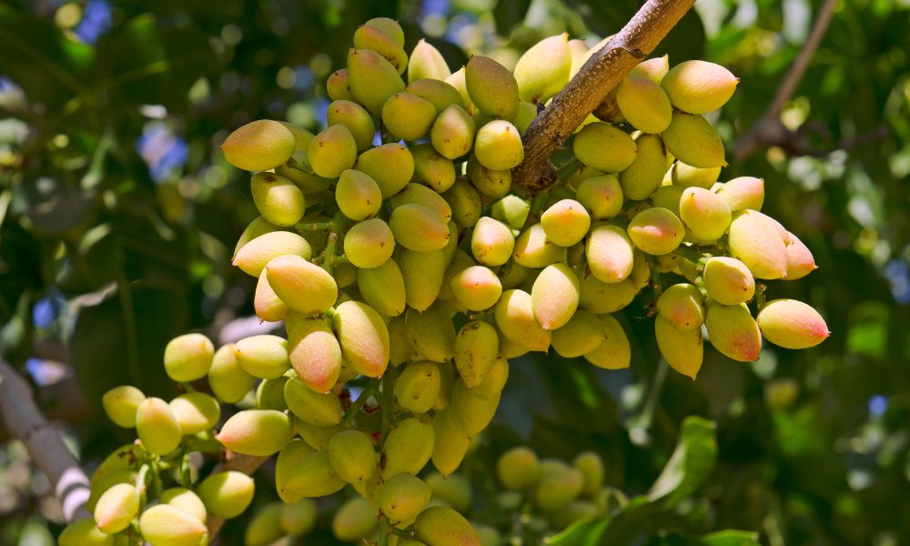 pistachos cuando todavía están en el árbol.