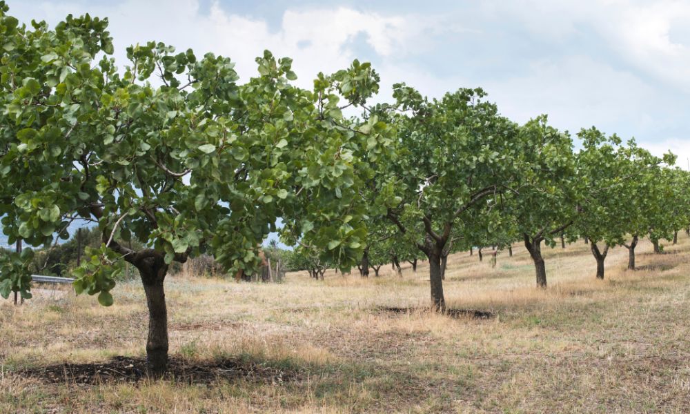 árboles de frutos secos