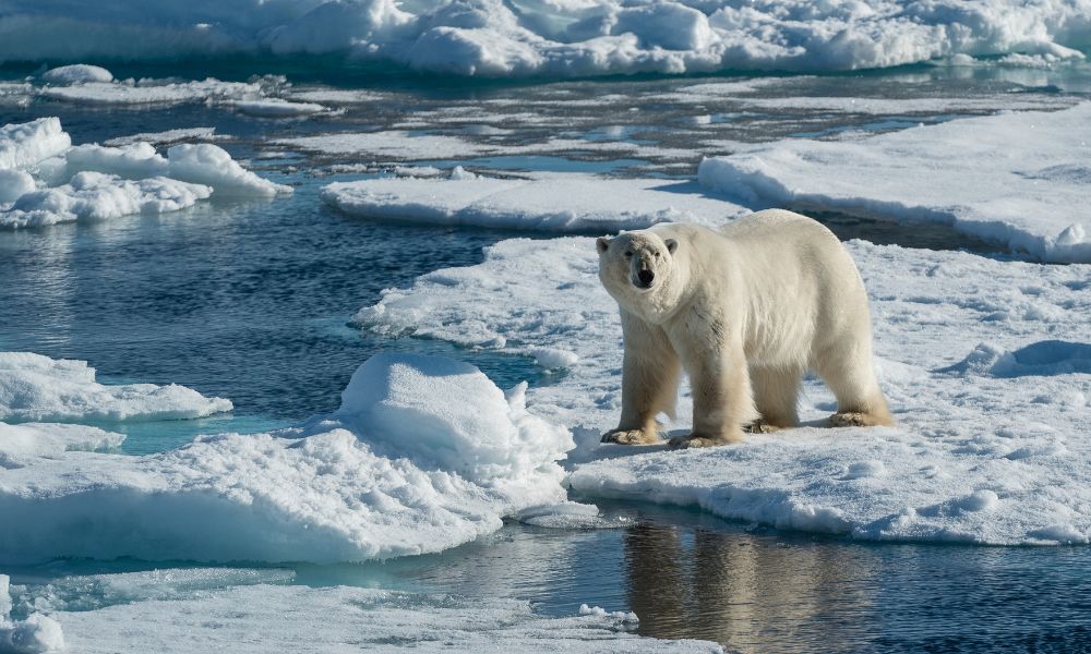 oso polar en el hielo