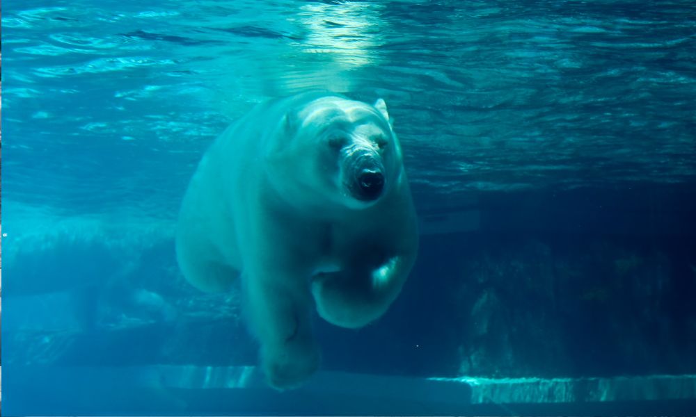 oso polar nadando debajo del agua