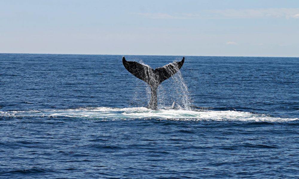 Clásico aspecto de las ballenas.