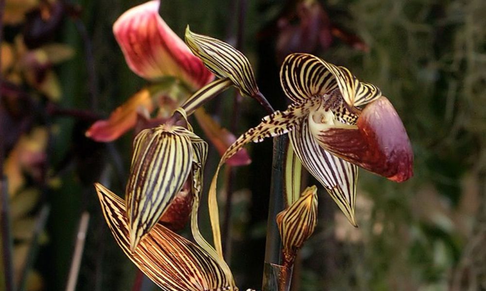 Colores de la orquídea dorada de Kinabalu.