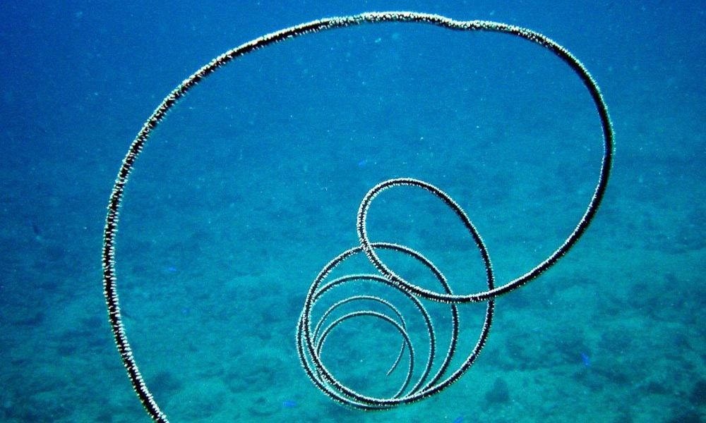 Aspecto que puede adquirir un coral negro.