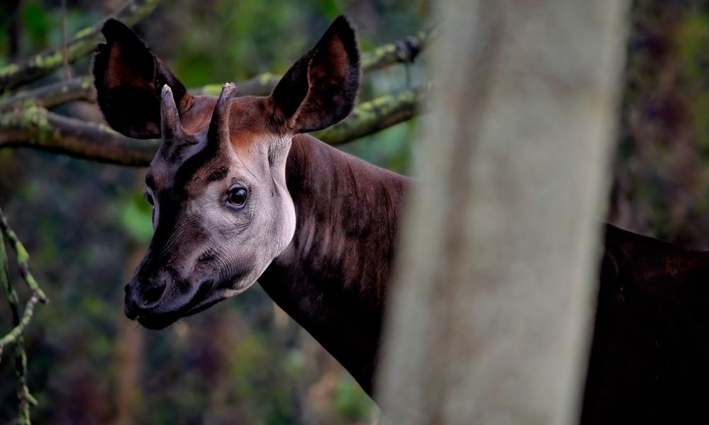 Animal okapi