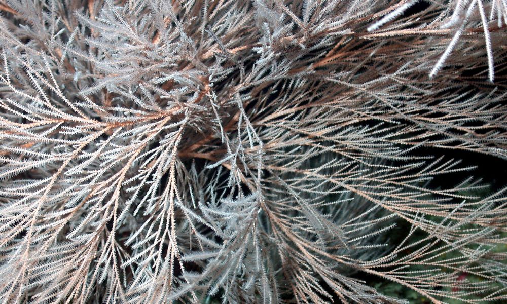 Detalles de un coral negro.