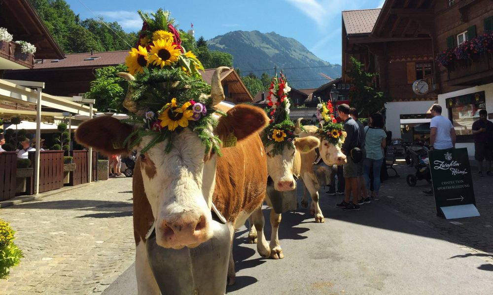 Fiesta de vacas en Suiza