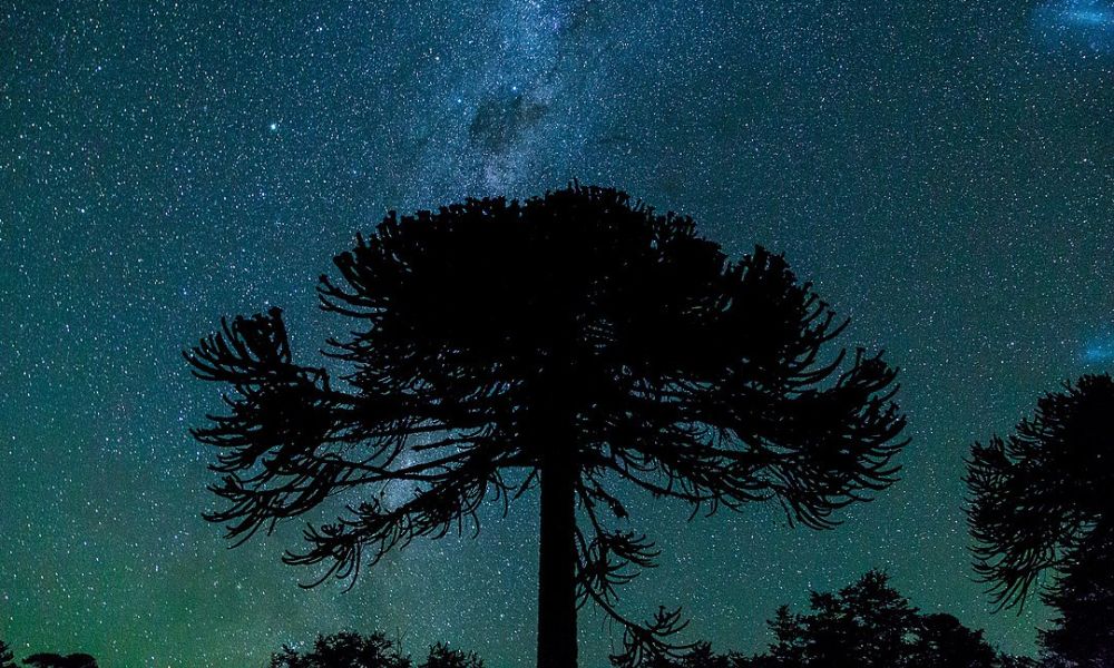 El pino araucano de noche.