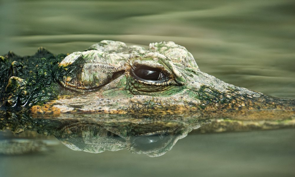 dieta de los cocodrilos