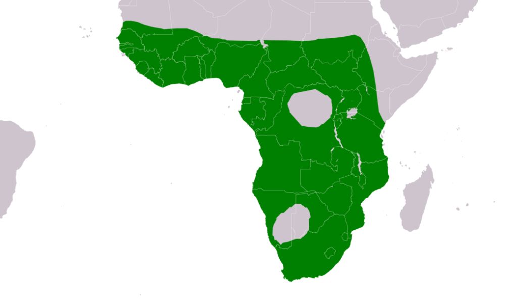 En verde, el sector de África que habita el ganso espolonado.