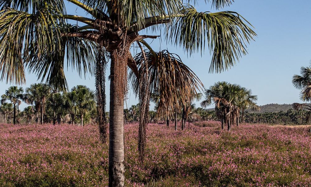 Árboles del Cerrado.