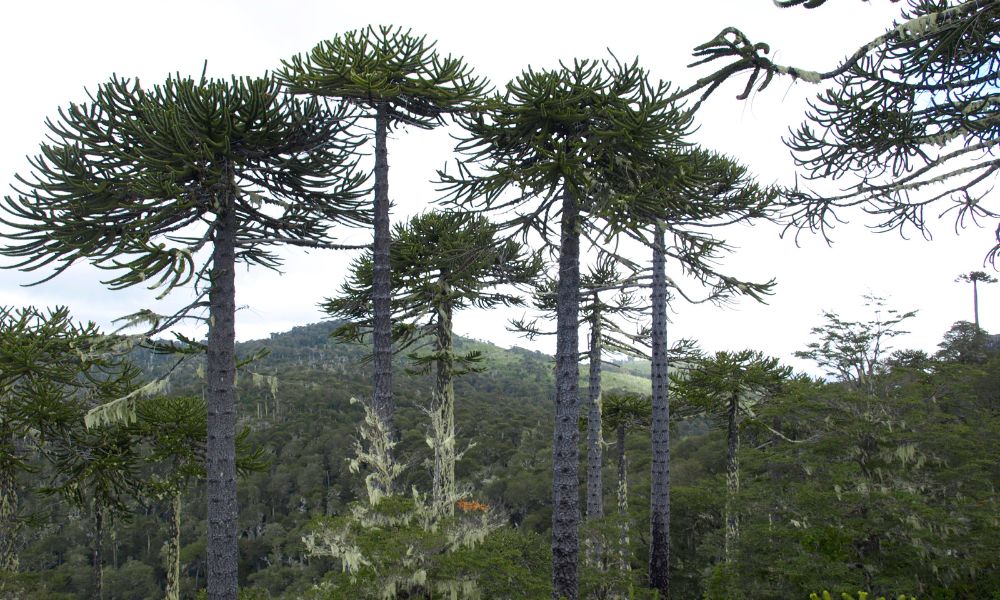 El pino araucano en grupo.