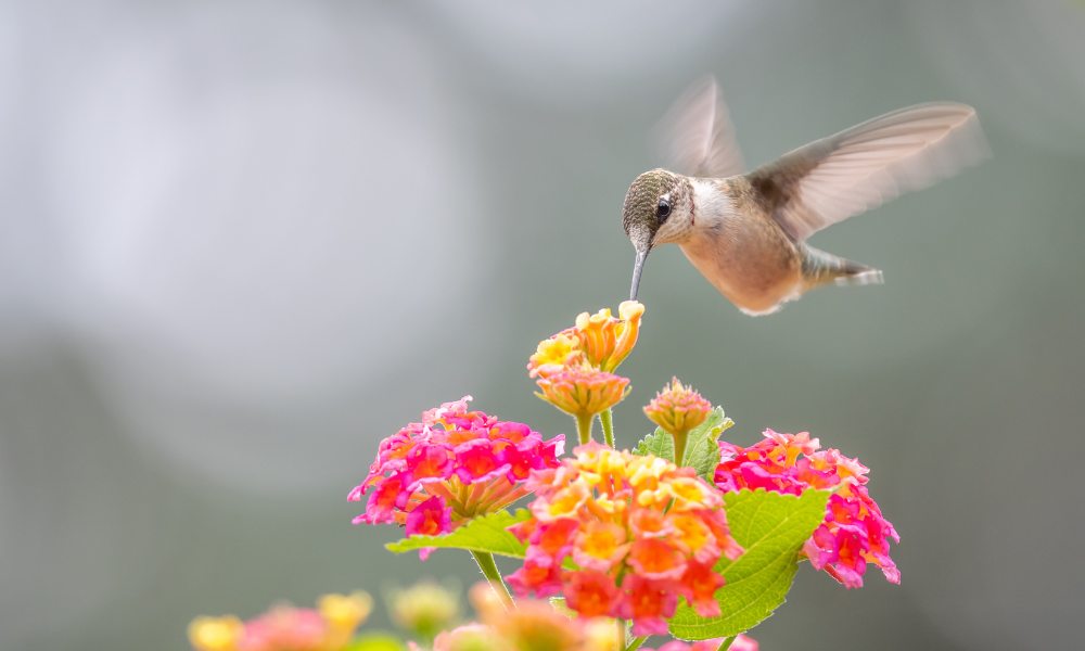 colibríes