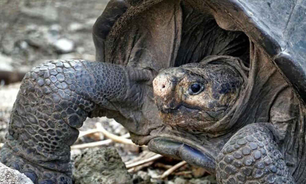 Cuerpo de la tortuga gigante de Fernandina.