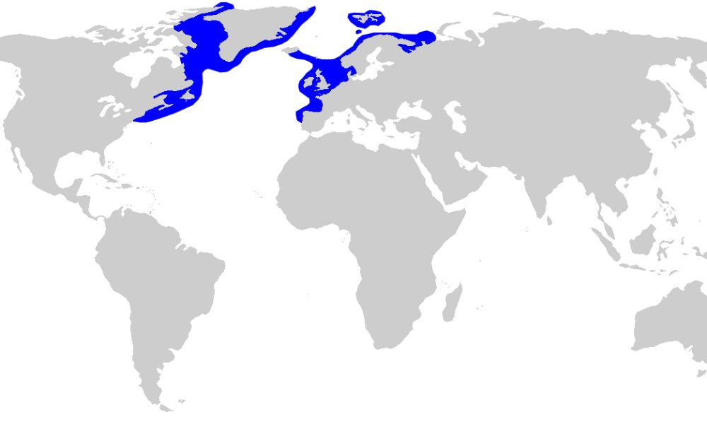 En azul, el sector del mundo donde habita el tiburón de Groenlandia.