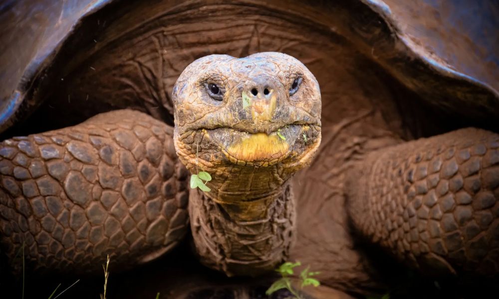 Aspecto de la tortuga gigante de Fernandina.