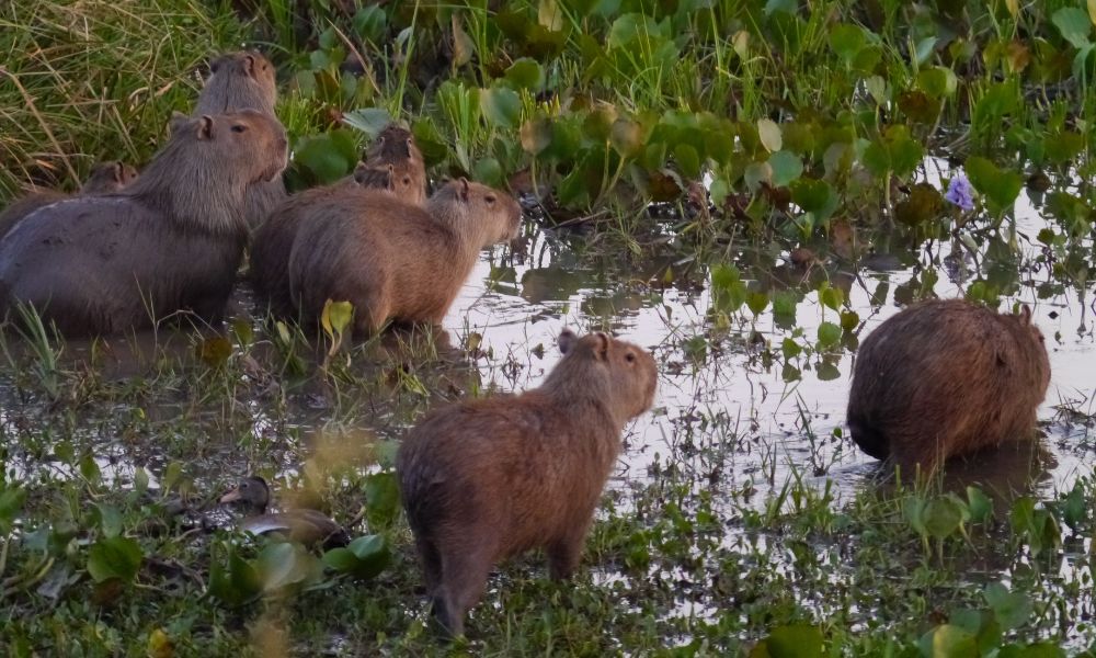 Un capibara en grupo.