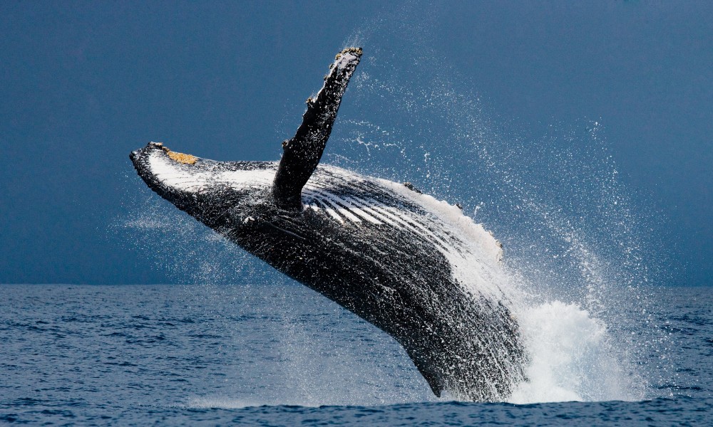 Las ballenas pueden comer personas