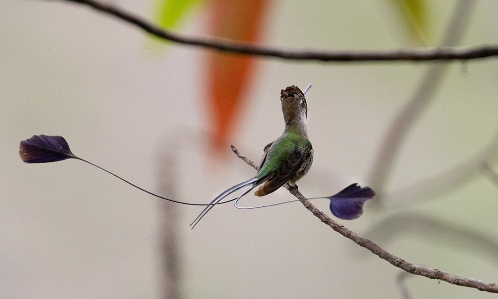 Aspecto del colibrí cola de espátula.