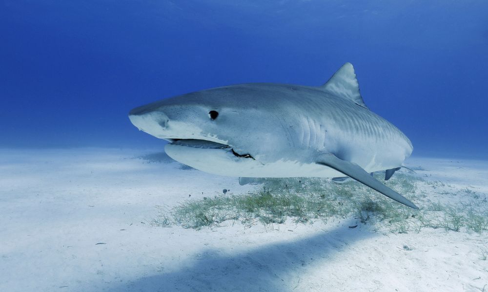 Tiburón blanco en Estados Unidos