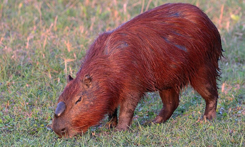 Un capibara en la naturaleza.