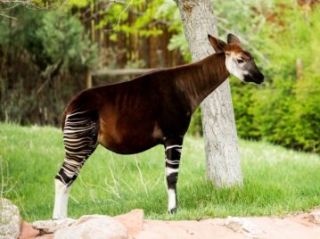 qué animal es el okapi