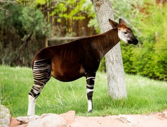 Okapi, el animal mitad jirafa y mitad cebra