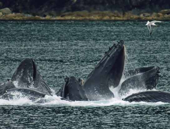¿Qué comen las ballenas?