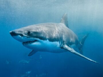 Tiburón blanco en Florida