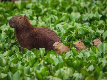 Capibara Fest