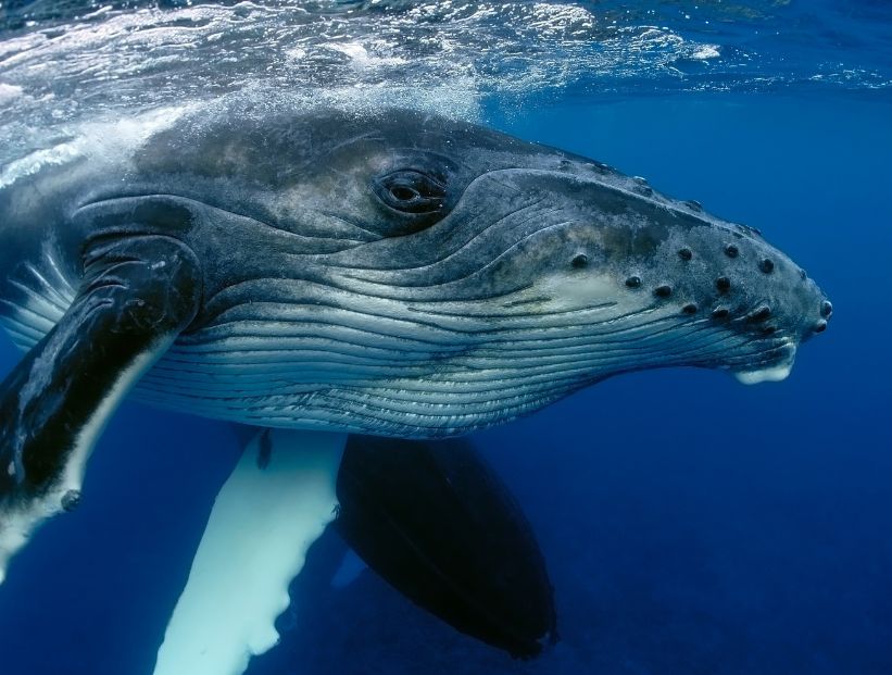 Las ballenas comen personas