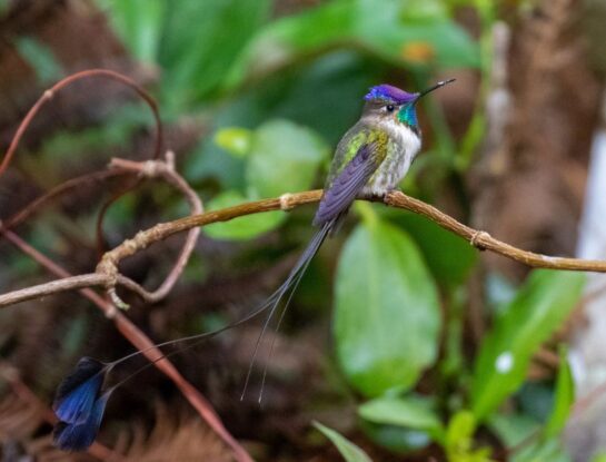 Colibrí cola de espátula: el pequeño animal que solo habita en un país de Sudamérica