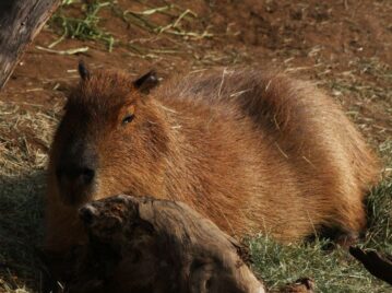 capibara