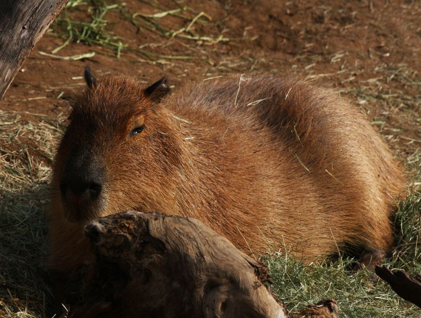 capibara