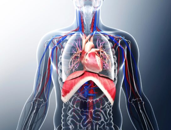 Cuerpo humano: ¿sabías que hay órganos que pueden regenerarse?
