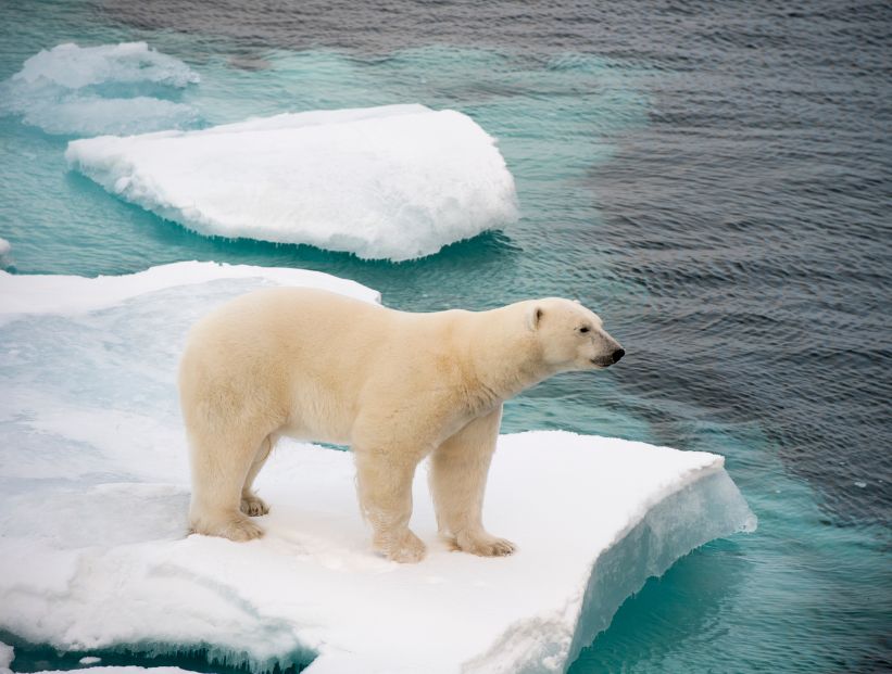 oso polar en el ártico