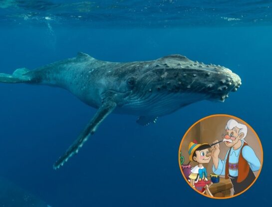 Una ballena se "tragó" a Geppetto y a Pinocho: ¿es posible que pase de verdad?
