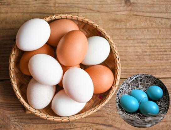 ¿Por qué hay huevos de gallina de distintos colores?